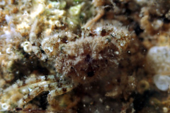 Pilumnus