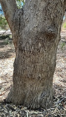 Eucalyptus grandis