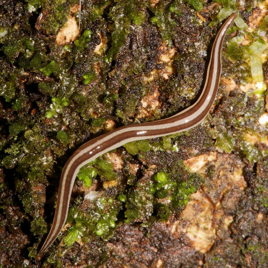 Australopacifica alfordensis