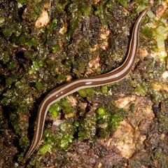Australopacifica alfordensis