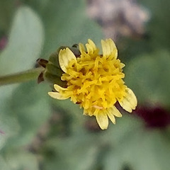 Senecio mohavensis