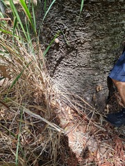 Araucaria cunninghamii