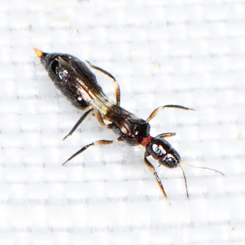 Franklinothrips orizabensis