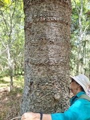 Araucaria cunninghamii