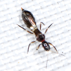 Franklinothrips
