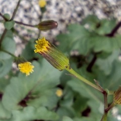 Senecio mohavensis