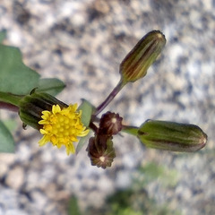 Senecio mohavensis