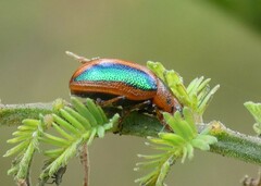 Calomela curtisi