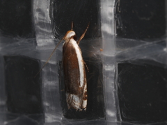 Plectophila