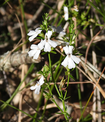 Westringia tenuicaulis