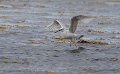 Larus brachyrhynchus
