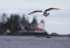 Larus brachyrhynchus