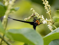 Melanchroia chephise