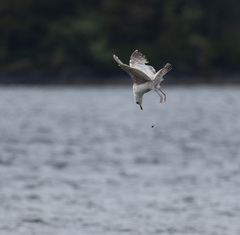 Larus brachyrhynchus