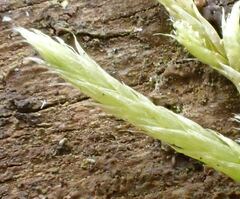 Brachythecium albicans