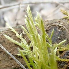 Brachythecium albicans