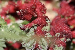 Synchytrium papillatum