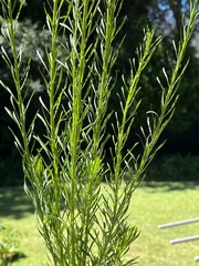 Senecio bipinnatisectus