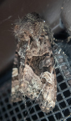 Euplexia benesimilis