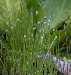 Eleocharis palustris