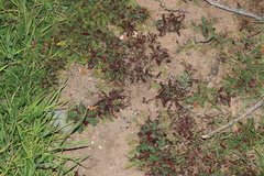 Synchytrium papillatum