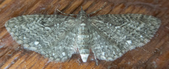 Eupithecia tripunctaria