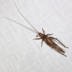 Aphonoidini