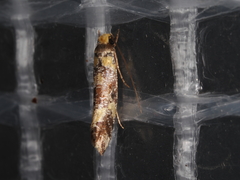 Monopis chrysogramma