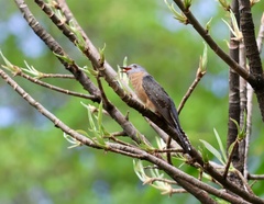 Cacomantis variolosus sepulcralis