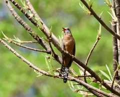Cacomantis variolosus sepulcralis