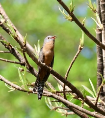Cacomantis variolosus sepulcralis