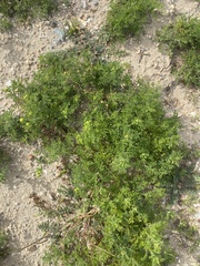 Oncosiphon pilulifer