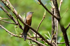 Cacomantis variolosus sepulcralis