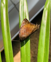Arhopala centaurus