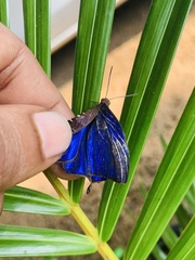 Arhopala centaurus