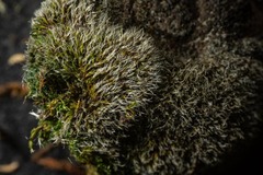 Grimmia longirostris