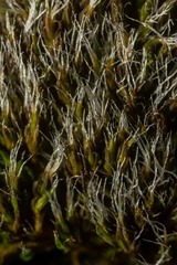 Grimmia longirostris