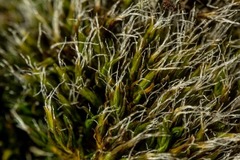 Grimmia longirostris