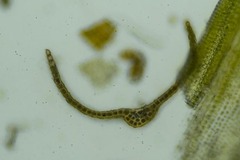 Grimmia longirostris