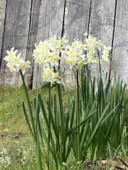 Narcissus tazetta