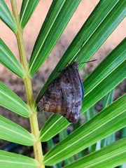 Arhopala centaurus