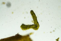 Grimmia longirostris