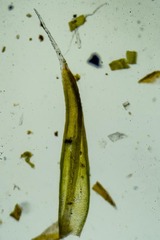 Grimmia longirostris