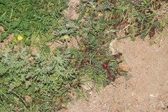 Synchytrium papillatum