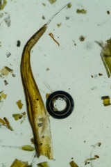 Grimmia longirostris