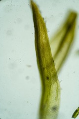Grimmia longirostris