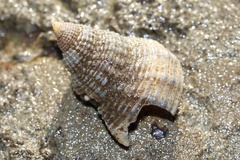 Nassarius fossatus