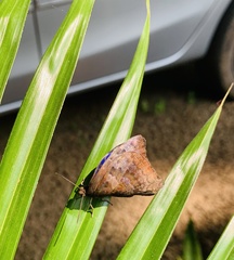 Arhopala centaurus