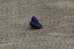 Hypolycaena erylus