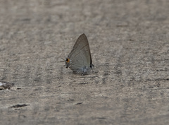 Hypolycaena erylus